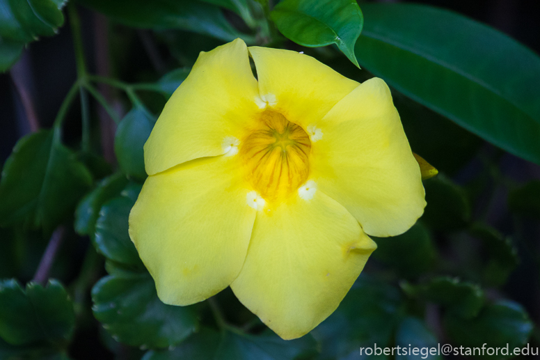 allamanda